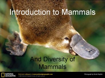 Introduction to Mammals