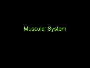 Muscular System