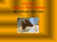 Life Cycle Lady of a Painted Butterfly By Anthony and Liam PowerPoint PPT Presentation