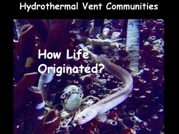 Hydrothermal Vent Communities