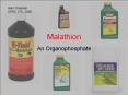 Malathion PowerPoint PPT Presentation