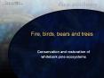 Fire, birds, bears and trees PowerPoint PPT Presentation