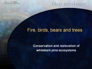 Fire, birds, bears and trees