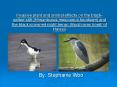 Invasive plant and animal effects on the black-netted stilt (Himantopus mexicanus knudseni) and the black-crowned night heron (Nycticorax hoatil of Hawaii PowerPoint PPT Presentation