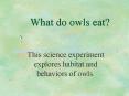 What do owls eat? PowerPoint PPT Presentation