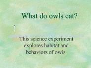 What do owls eat?