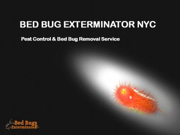 Guidelines to Bed Bug Exterminator NYC