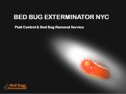 Guidelines to Bed Bug Exterminator NYC (1)