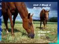 Unit%203%20Week%204%20Mystic%20Horse PowerPoint PPT Presentation