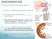 Small Intestinal Wall