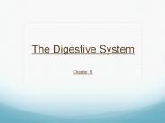 The Digestive System