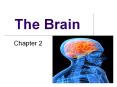 The Brain PowerPoint PPT Presentation