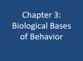 Chapter 3: Biological Bases of Behavior PowerPoint PPT Presentation