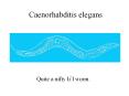 Caenorhabditis elegans PowerPoint PPT Presentation