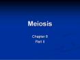 Meiosis PowerPoint PPT Presentation