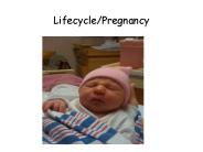 Lifecycle/Pregnancy