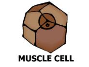 MUSCLE CELL