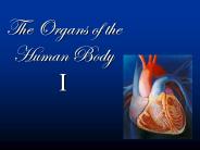 The Organs of the Human Body I