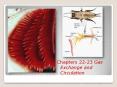 Chapters 22-23 Gas Exchange and Circulation PowerPoint PPT Presentation