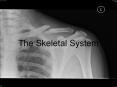 The Skeletal System PowerPoint PPT Presentation