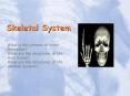 Skeletal System PowerPoint PPT Presentation