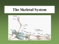 The Skeletal System PowerPoint PPT Presentation