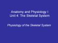Physiology of the Skeletal System PowerPoint PPT Presentation