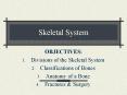 Skeletal System PowerPoint PPT Presentation