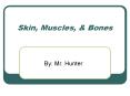 Skin, Muscles, PowerPoint PPT Presentation