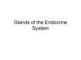 Glands of the Endocrine System PowerPoint PPT Presentation
