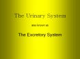 The Urinary System also known as The Excretory System PowerPoint PPT Presentation