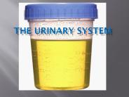 The Urinary system