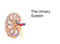 The Urinary System PowerPoint PPT Presentation