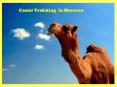 Camel Trekking  in Morocco PowerPoint PPT Presentation