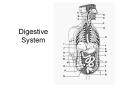 Digestive%20System PowerPoint PPT Presentation
