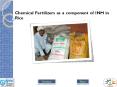 Chemical Fertilizers as a component of INM in Rice PowerPoint PPT Presentation