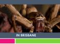 Spiders Pest control in Brisbane PowerPoint PPT Presentation