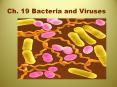 Ch. 19 Bacteria and Viruses PowerPoint PPT Presentation