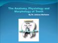 The Anatomy, Physiology and Morphology of Teeth PowerPoint PPT Presentation