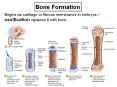 Bone Formation PowerPoint PPT Presentation