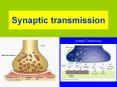 Synaptic transmission PowerPoint PPT Presentation