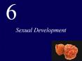 Sexual Development PowerPoint PPT Presentation