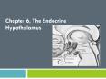 Chapter 6, The Endocrine Hypothalamus PowerPoint PPT Presentation