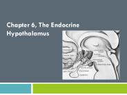 Chapter 6, The Endocrine Hypothalamus