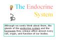 The Endocrine System PowerPoint PPT Presentation