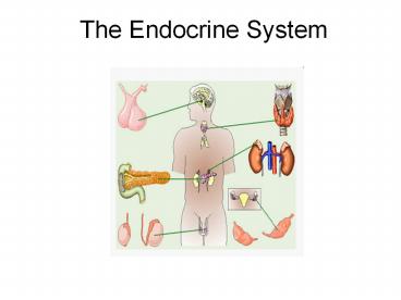 The Endocrine System