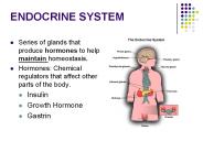 ENDOCRINE SYSTEM