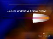 Lab Ex. 28 Brain