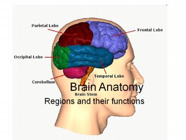 Brain Anatomy