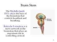 Brain%20Stem